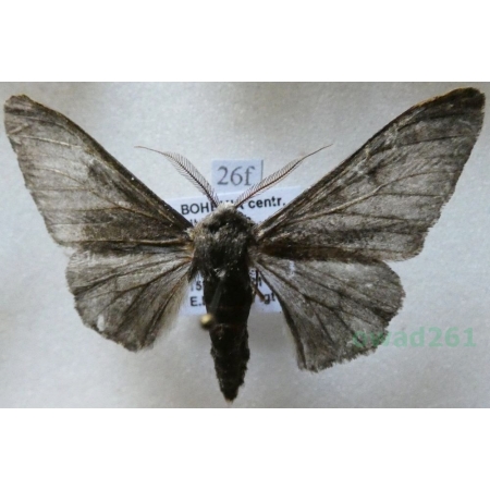 Biston betularia (Linnaeus, 1758) Krępak nabrzozak Czech26f